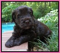 Darling Dreamweaver pups 4 wks old 31