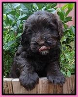 Darling Dreamweaver pups 6 wks old 31