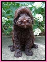 Darling Dreamweaver pups 8 wks old 810