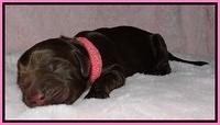 Darling Dreamweaver pups newborn 13