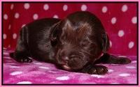 Darling Duke pups 1 wk old 31