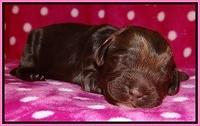 Darling Duke pups 1 wk old 51
