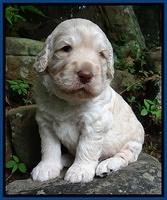 Darling Dreamweaver pups 3 wks old 61