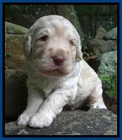 Darling Dreamweaver pups 3 wks old 71