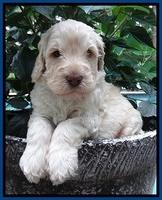 Darling Dreamweaver pups 4 wks old 41