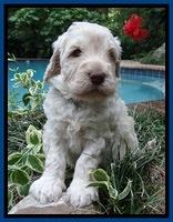 Darling Dreamweaver pups 4 wks old 51
