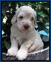 Darling Dreamweaver pups 4 wks old 61