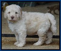 Darling Dreamweaver pups 5 wks old 71