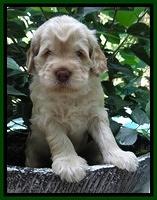 Darling Dreamweaver pups 4 wks old 91