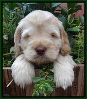 Darling Dreamweaver pups 6 wks old 101