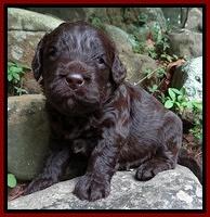 Darling Dreamweaver pups 3 wks old 101