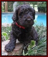 Darling Dreamweaver pups 4 wks old 121