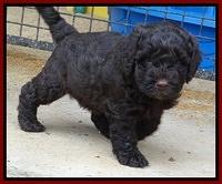 Darling Dreamweaver pups 5 wks old 131