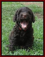 Darling Dreamweaver pups 5 wks old 151