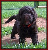 Darling Dreamweaver pups 5 wks old 161