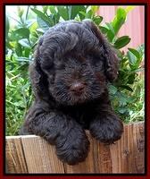 Darling Dreamweaver pups 6 wks old 121