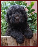 Darling Dreamweaver pups 6 wks old 131