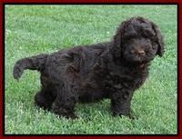 Darling Dreamweaver pups 7 wks old 201