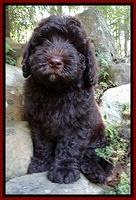 Darling Dreamweaver pups 8 wks old 81