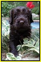 Darling Dreamweaver pups 4 wks old 161