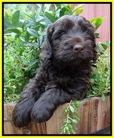Darling Dreamweaver pups 6 wks old 151