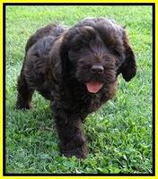 Darling Dreamweaver pups 7 wks old 231