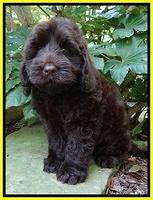 Darling Dreamweaver pups 8 wks old 110