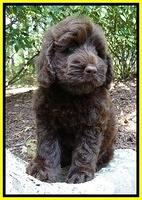 Darling Dreamweaver pups 8 wks old 310