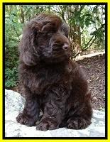 Darling Dreamweaver pups 8 wks old 410