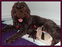 Darling Dreamweaver pups newborn 21