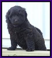 Biscuit REagan pups 6 wks old 21