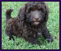 Biscuit REagan pups 7 wks old 31