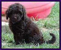 Biscuit REagan pups 7 wks old 41