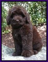 Biscuit REagan pups 8 wks old Purple 21