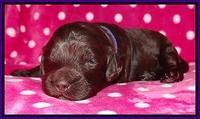 Biscuit Reagan 2 wks old 81