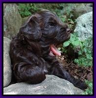 Biscuit Reagan pups 3 wks old 11