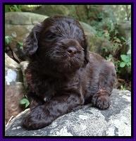 Biscuit Reagan pups 3 wks old 21