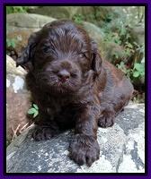 Biscuit Reagan pups 3 wks old 31