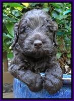 Biscuit Reagan pups 4 wks old 21