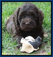 Biscuit REagan pups 6 wks old 91