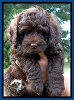 Biscuit REagan pups 7 wks old 51