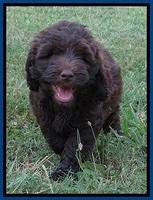 Biscuit REagan pups 7 wks old 61