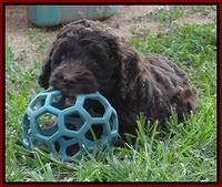 Biscuit REagan pups 6 wks old 131