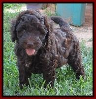 Biscuit REagan pups 6 wks old 141