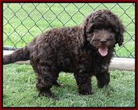 Biscuit REagan pups 7 wks old 91