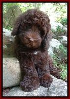 Biscuit REagan pups 8 wks old red boy 41