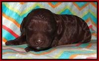 Biscuit Reagan pups 1 week old 71