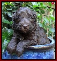 Biscuit Reagan pups 4 wks old 81