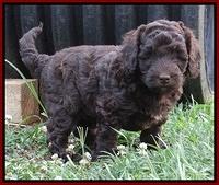 Biscuit Reagan pups 5 wks old 101