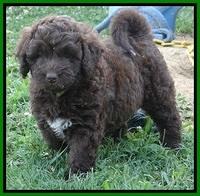 Biscuit REagan pups 6 wks old 161